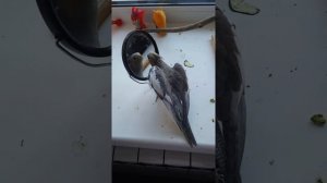 Самец корелла, до первой линьки, половое поведение крылья сердечком.