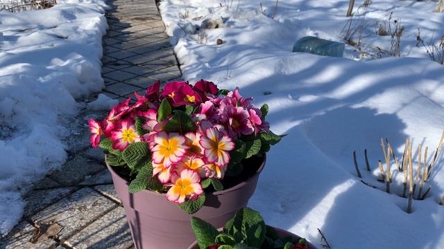 С праздником , милые женщины!!!!Как сохранить ПРИМУЛУ, подаренную на 8 Марта. смотреть онлайн