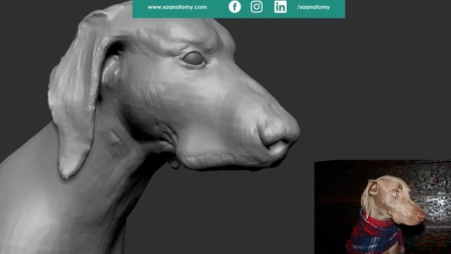 Quick Dog Sketch in Zbrush 2021 смотреть онлайн