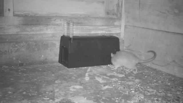 Shut The Front Door Electric Rat Trap - Montrap Electric Trap. Mousetrap Monday смотреть онлайн