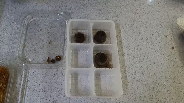 지피 펠렛에 무늬 프라이덱 구근 심어주기 смотреть онлайн