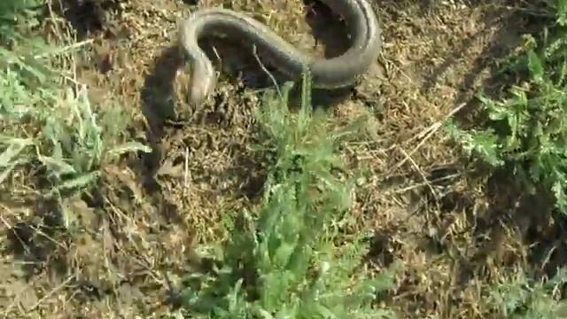 Желтобрюхий полоз- змея не из пугливых, и очень умная смотреть онлайн