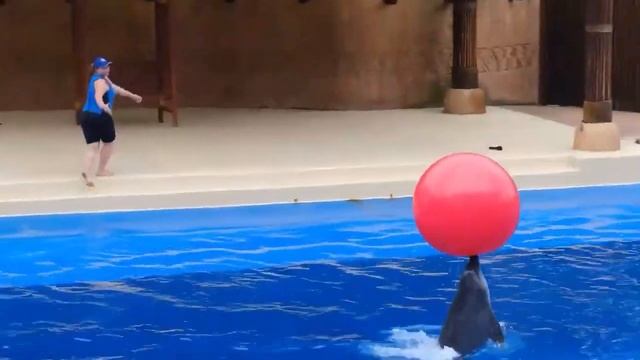 Relaxing Dolphin Singing For Stress Relief - Soothing Music For Meditation, Therapy - Sleep