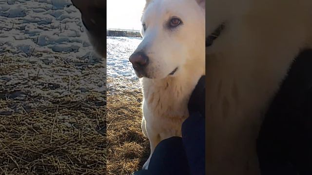 Алабай Йоханна, Полярный медведь 🐺🐻❄️ смотреть онлайн