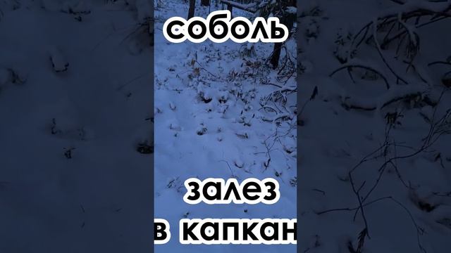 #СОБОЛЬ смотреть онлайн