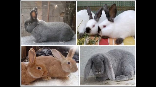 Окружающий мир 4 класс ч.1, тема урока "Животноводство в нашем крае", с.195-203, Школа России. смотреть онлайн