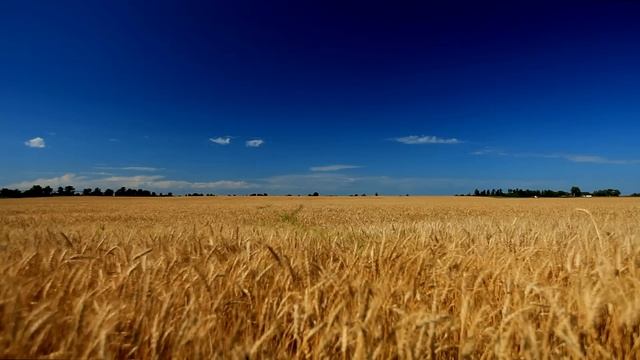 60minutes2relax - Golden Wheat Field