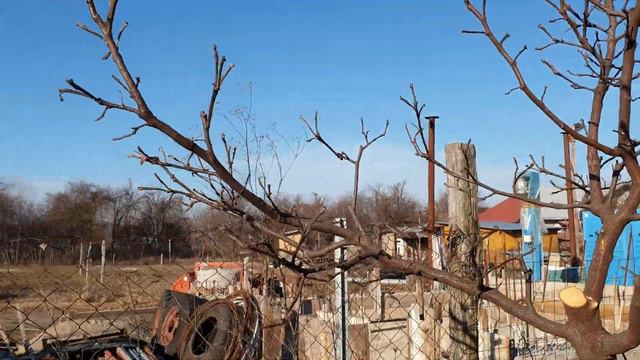 Taiere la alt gutui, forma vas . Vase shape quince pruning 2020. смотреть онлайн