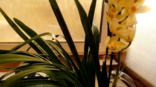 Cymbidium. Цимбидиум после покупки. Шаг второй, обработка от вредителей