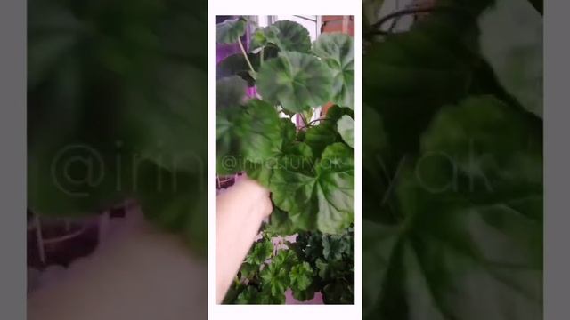 Зонартики моей коллекции.