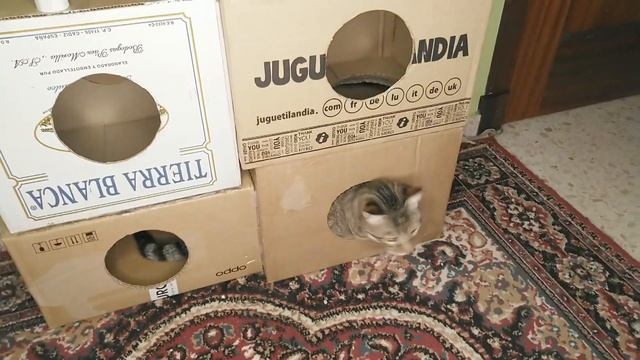 Кот, крыса и воробей подружились и живут дружно смотреть онлайн