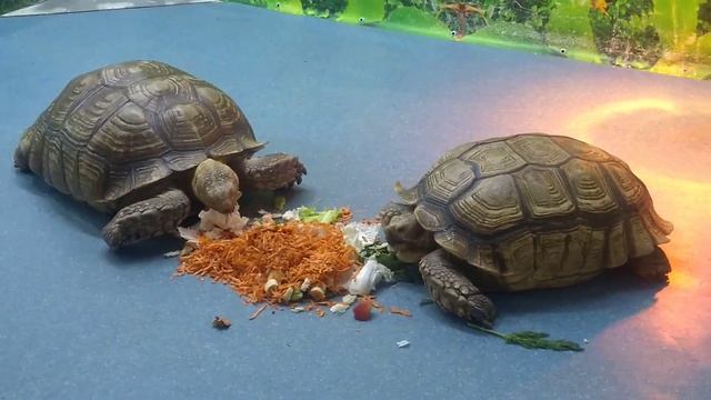 Черепахи гиганты смотреть онлайн