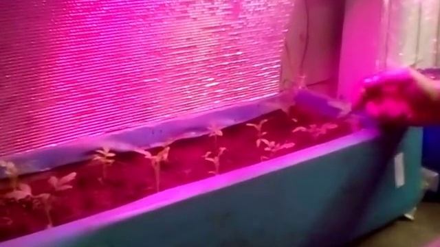 Фитосветильник своими руками. смотреть онлайн