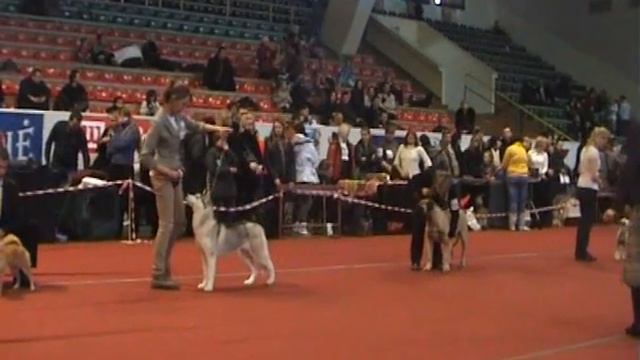 Shiba-Inu res. BIS PUPPY Katsura No Koki Go Zara "Perl" смотреть онлайн