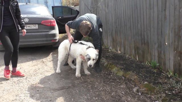 Кто куда из щенков уехал??? Шилеле Биль-Биль. смотреть онлайн