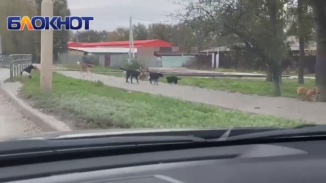 Стая собак облюбовала «Насосную»: год назад здесь до смерти чуть не загрызли женщину смотреть онлайн