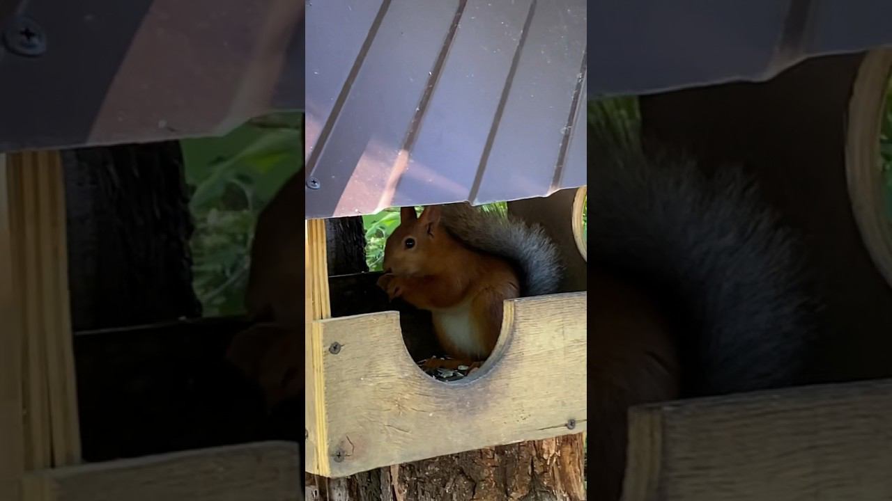 Кормим белок смотреть онлайн