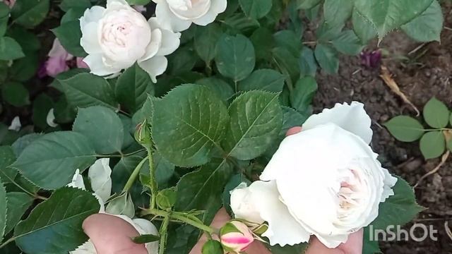 Розы-цветение новых саженцев????! И что же нам делать с Августой-Луизой??? ??♀️ смотреть онлайн