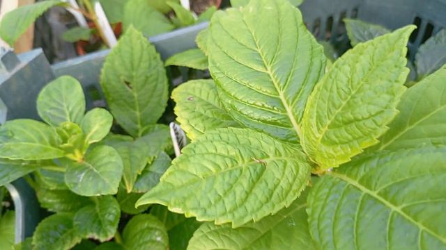 19.09.23.Когда спускать черенки крупнолистных в подвал?Куда метельчатые?🌿🌿🌿🌿🌿 смотреть онлайн