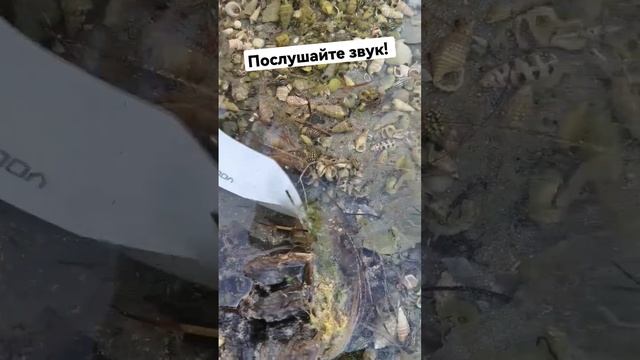 Самое громкое животное в океане. смотреть онлайн