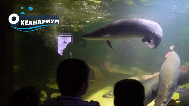 Океанариум Пенза (2019г) смотреть онлайн