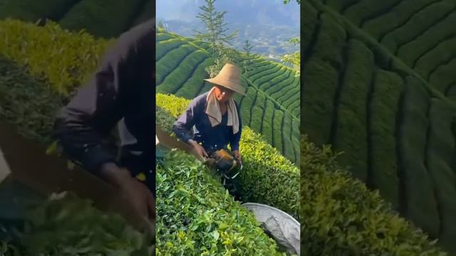 Цейлонский Чай 🍵 Как его собирают 2021 году смотреть онлайн