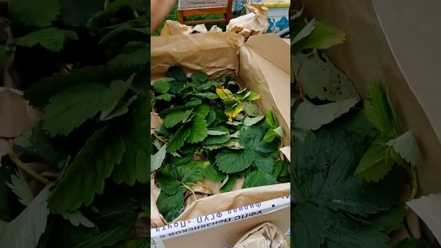 Посылка с земляникой от Татьяны Гречишниковой смотреть онлайн