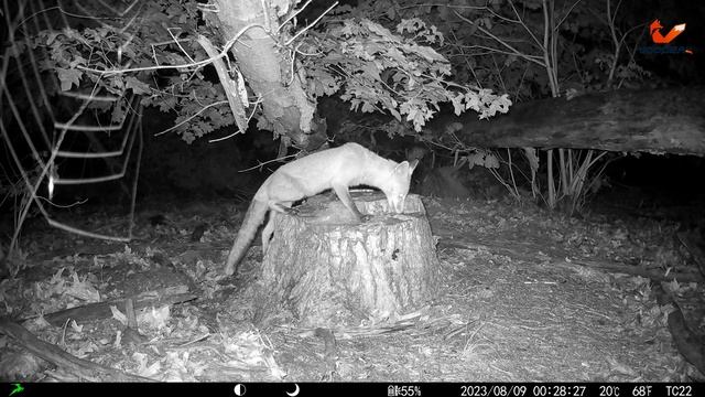 Fox jumped on the tree and just taste it or something on it смотреть онлайн