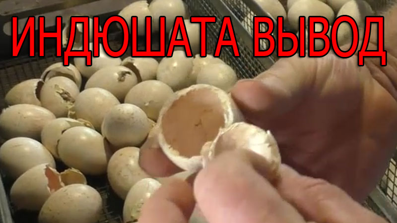 Индюшата инкубация. Инкубация индюшиных яиц. смотреть онлайн