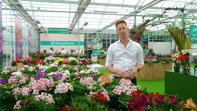 Highlight Video: Alstroemeria Inticancha® By HilverdaFlorist