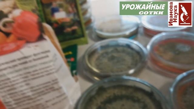 Готовимся к ДЕЗИНФЕКЦИИ почвы. Новый способ наращивать чистую Триходерму! Синклер и Максим в помощь смотреть онлайн