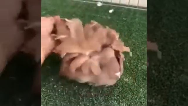 ГОЛУБЬ ПОРОДЫ ИСПАНСКАЯ ЧОРРЕРА смотреть онлайн