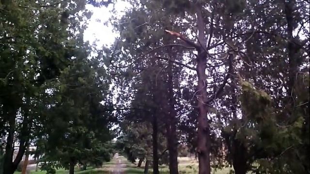 Весна идёт -весне дорогу. Зацвели цыкламены и подснежники. смотреть онлайн