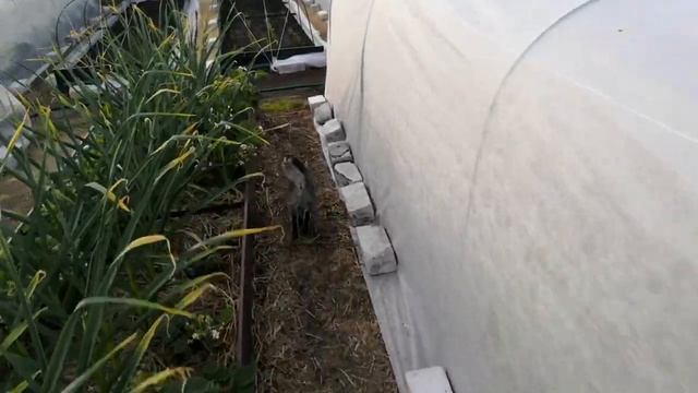 Организация полива на нашем участке. Новые бочки разного объёма и вкладыши, перестановка ванн смотреть онлайн