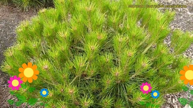 Сосна густоцветная Алис Веркаде. Краткий обзор, описание pinus densiflora Alice Verkade смотреть онлайн