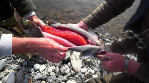 ТАМ ГДЕ ИКРА и МНОГО МЕДВЕДЕЙ Рыбалка на Камчатке на кижуча