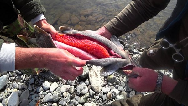 ТАМ ГДЕ ИКРА и МНОГО МЕДВЕДЕЙ Рыбалка на Камчатке на кижуча