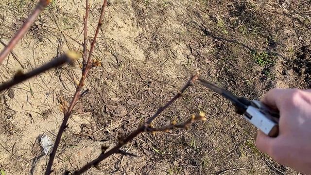 Формируем черешню кустом. Следующий этап обрезки. смотреть онлайн