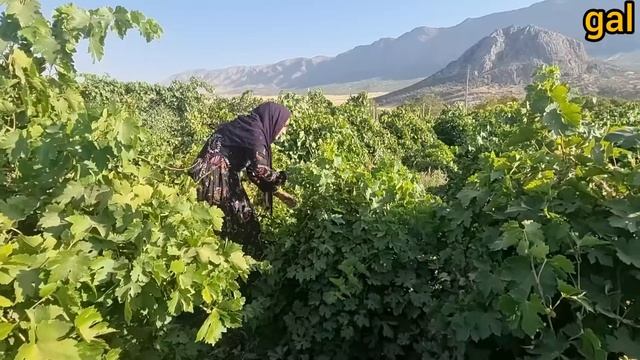Love Farm: A nomadic woman and her daily effort in the grape farm with a 3-month-old baby смотреть онлайн