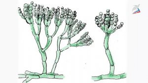 Значение и применение микроорганизмов в биотехнологияхАвтор: Ольхеева Инга Вячеславовна