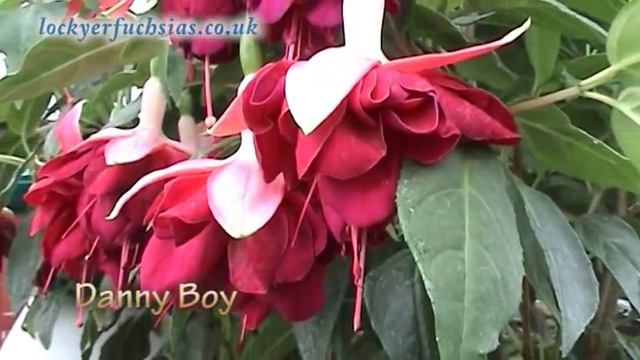 Fascinating Fuchsias смотреть онлайн