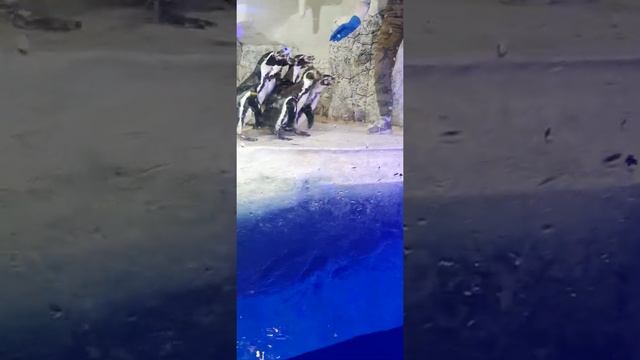 Кормление пингвинов в Сочинском океанариуме смотреть онлайн