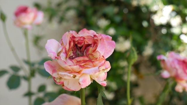 Plant Pests: Scale & Thrips & How To Control Them / Joy Us Garden