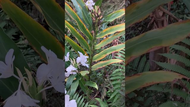 Butterfly Ginger, a Fragrant Flower for Wet Shady Areas смотреть онлайн