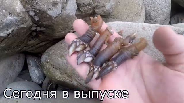 ЛАПКИ ДРАКОНА!!! ДИКИЕ МОРЕПРОДУКТЫ АТЛАНТИКИ!!! смотреть онлайн