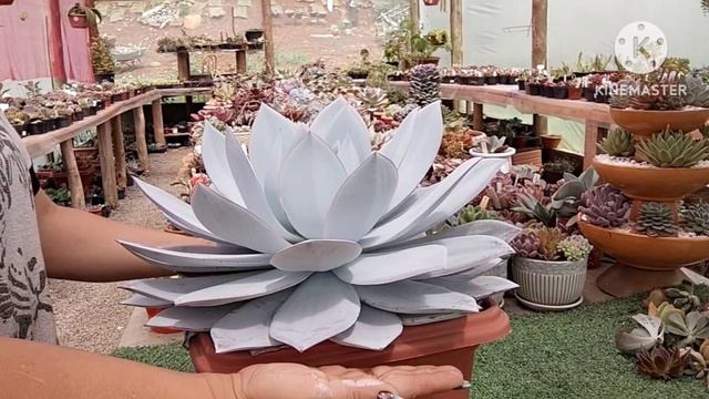 SUCULENTA ECHEVERIA CANTE, ELA ESTÁ GIGANTE... смотреть онлайн