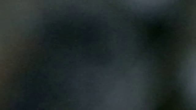 Сова в Твери. Весь день на дереве под присмотром ворон и галок.