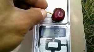 Черешня ( Мелитопольская черная, Крупноплодная) 06. 06. 2018