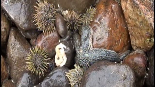 Strongylocentrotus droebachiensis смотреть онлайн