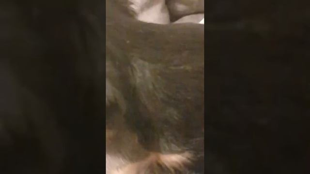 Нашему йорку Жанчику один месяц!! смотреть онлайн